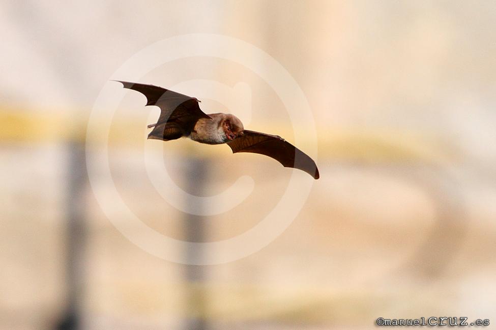 Murciélago grande de herradura (Rhinolophus ferrumequinum)